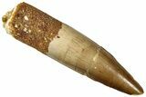 Fossil Spinosaurus Tooth - Real Dinosaur Tooth #301281-1